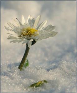 flower-in-snow