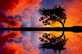 Tree-Sunset-Reflection-485x728